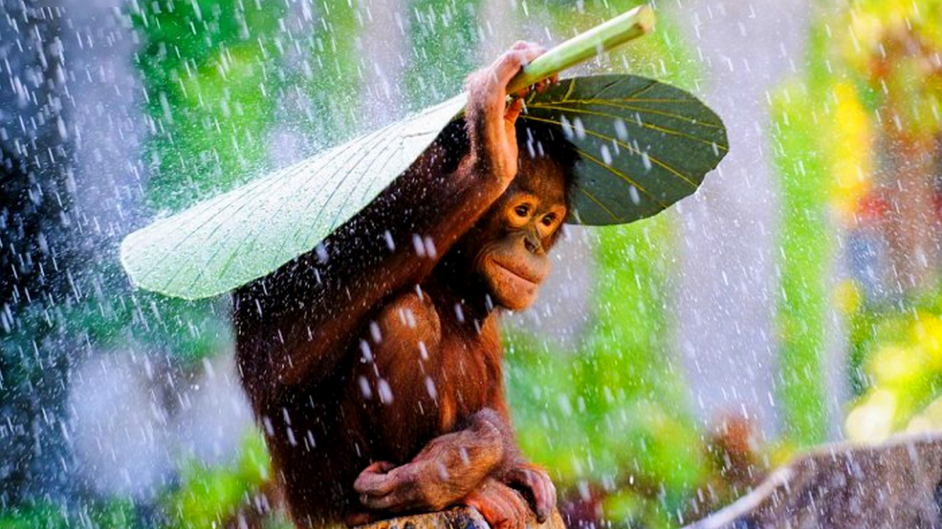 обезьяна, дождь