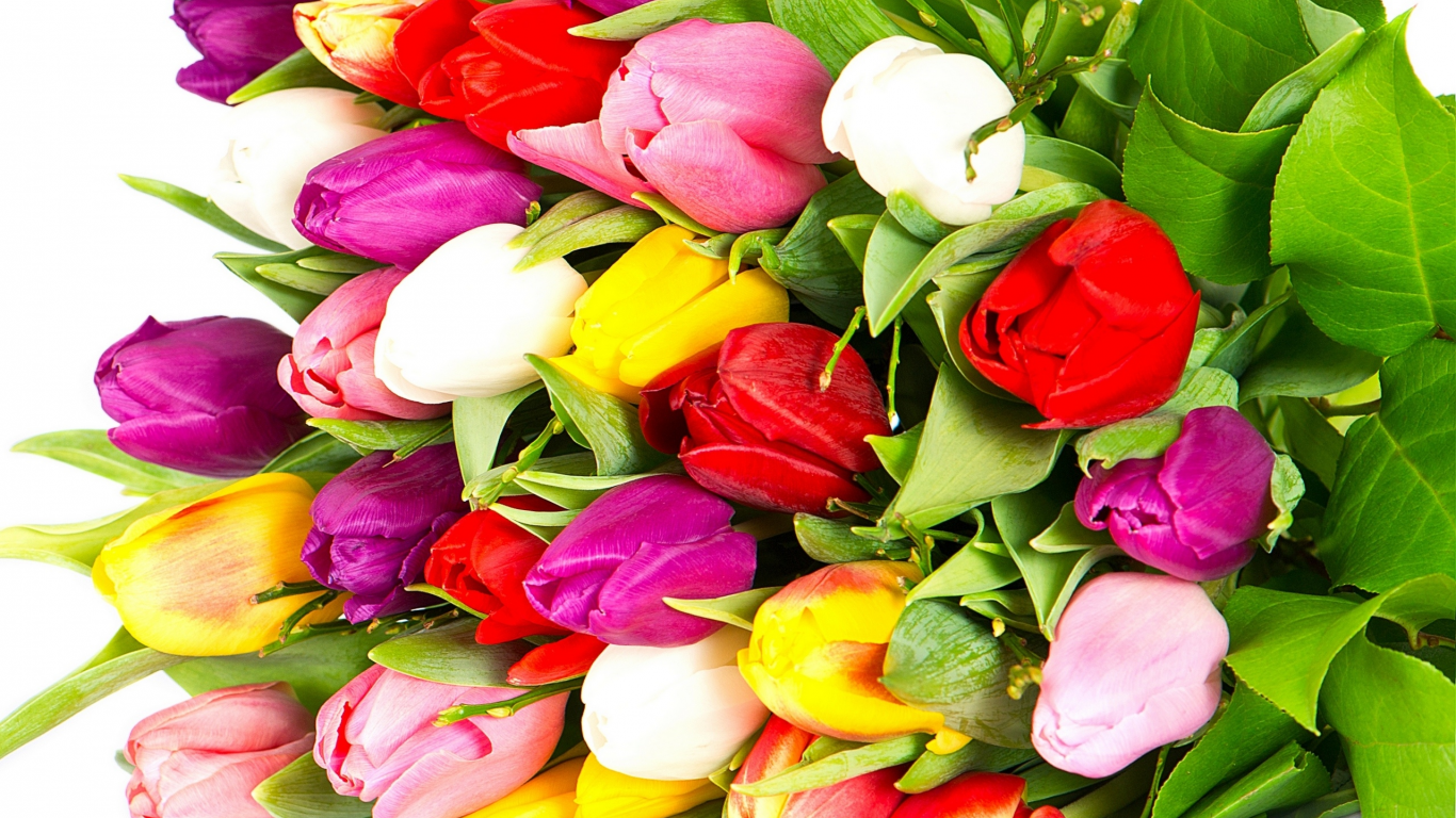 violet, white, tulips, bright, yellow, red, flowers, petals, pink, bouquet, beauty, varicoloured