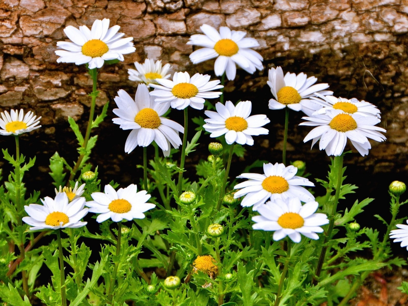 цветы, красиво, ромашки, ромашка, цветочки, flowers, фон