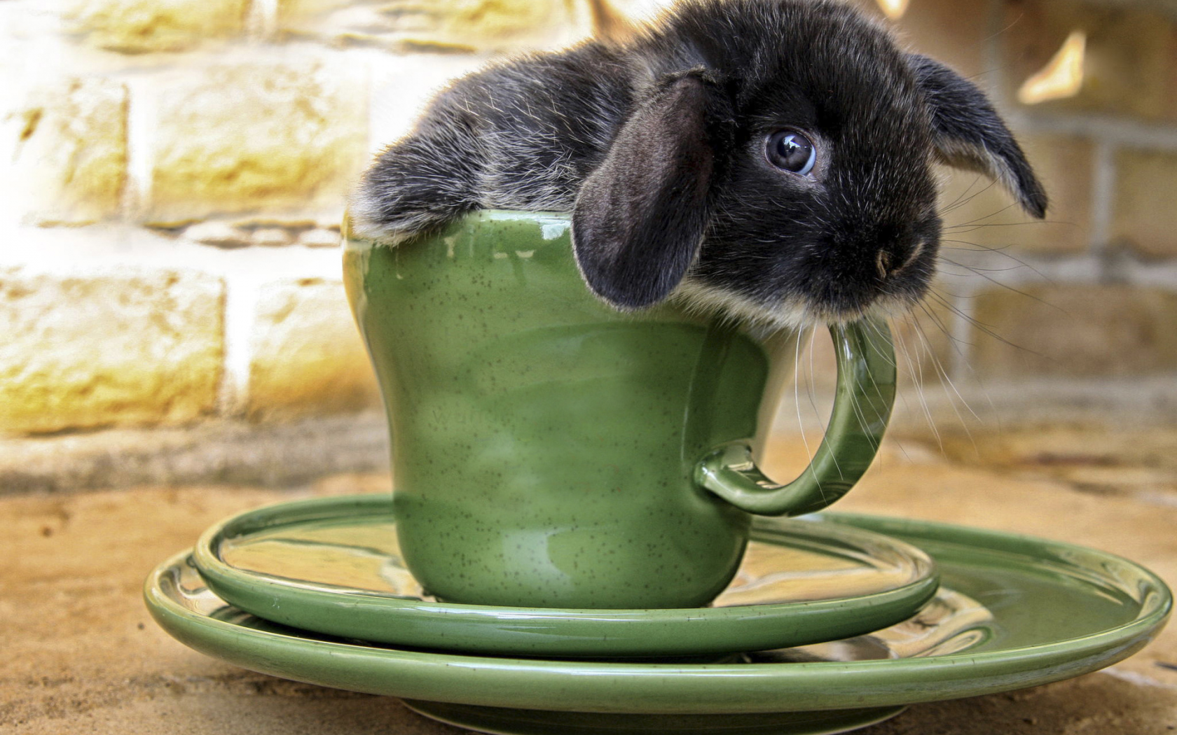 кролик, чашка, мордочка, сидит, зверь, питомец, кружка, уши