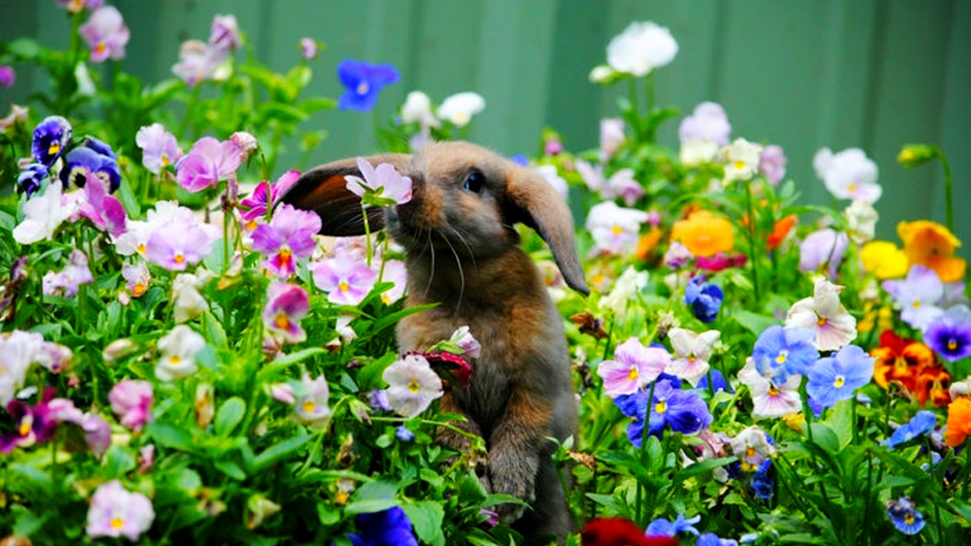 кролик, цветы, поле