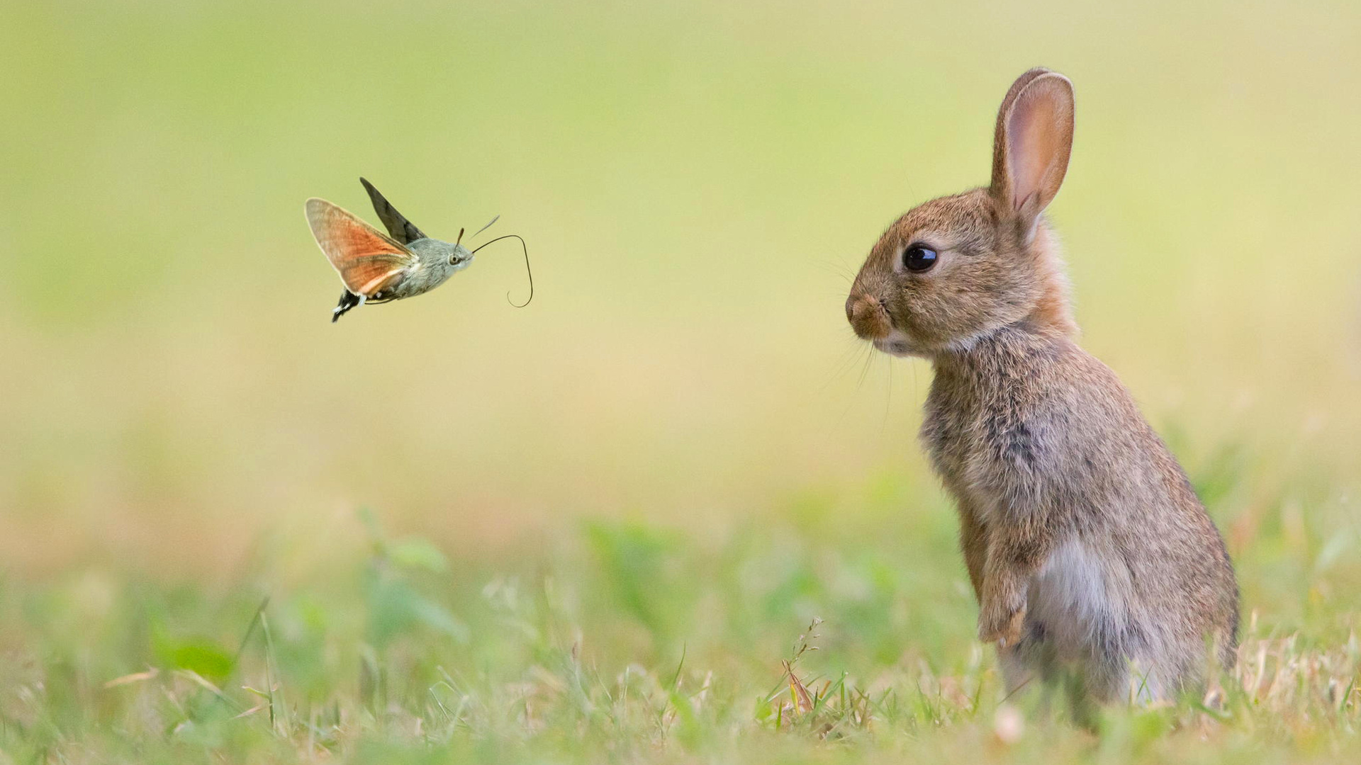 природа, бабочка, животные, кролик, заяц, мотылек, зверь