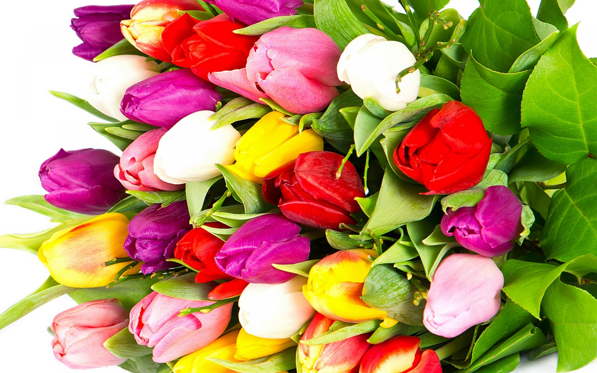 violet, white, tulips, bright, yellow, red, flowers, petals, pink, bouquet, beauty, varicoloured