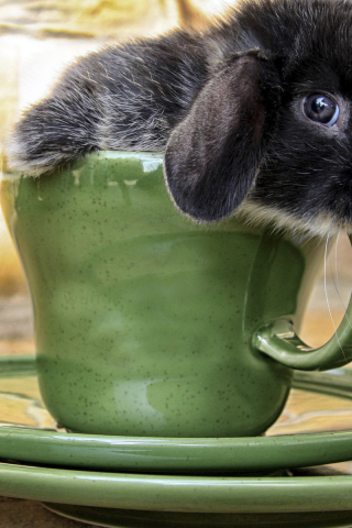 кролик, чашка, мордочка, сидит, зверь, питомец, кружка, уши