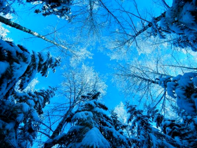 деревья, небо, зима