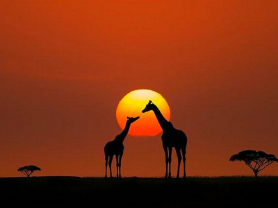 африка, саванна, жираф, закат