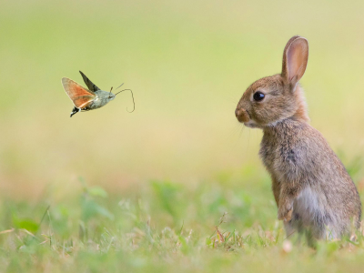 природа, бабочка, животные, кролик, заяц, мотылек, зверь
