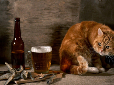 кот, закуска, рыба, рыбка, бутылка, пиво, beer, бокал, рыжий, кошка, хвост, алкоголь