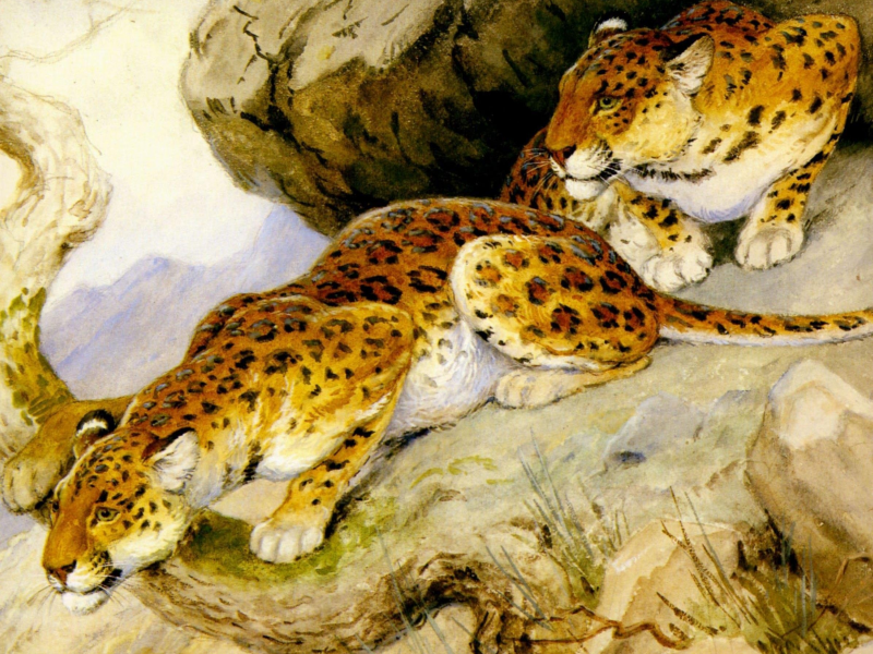 леопарды, georges-frederic rotig, хищники, живопись, арт