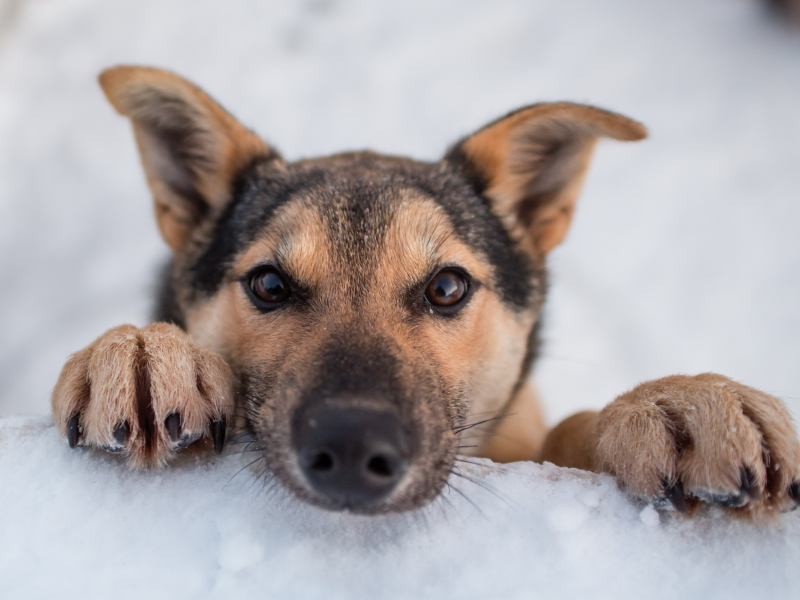 engholm husky lodge, norway, husky