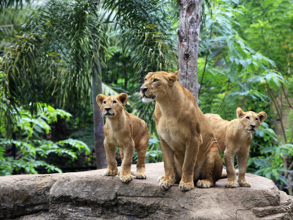 камень, лев, кошки, львята, семья, дерево, львица