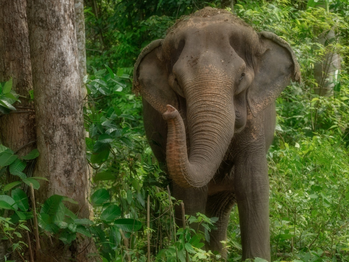 слон, природа, элефант, хобот, индия, джунгли