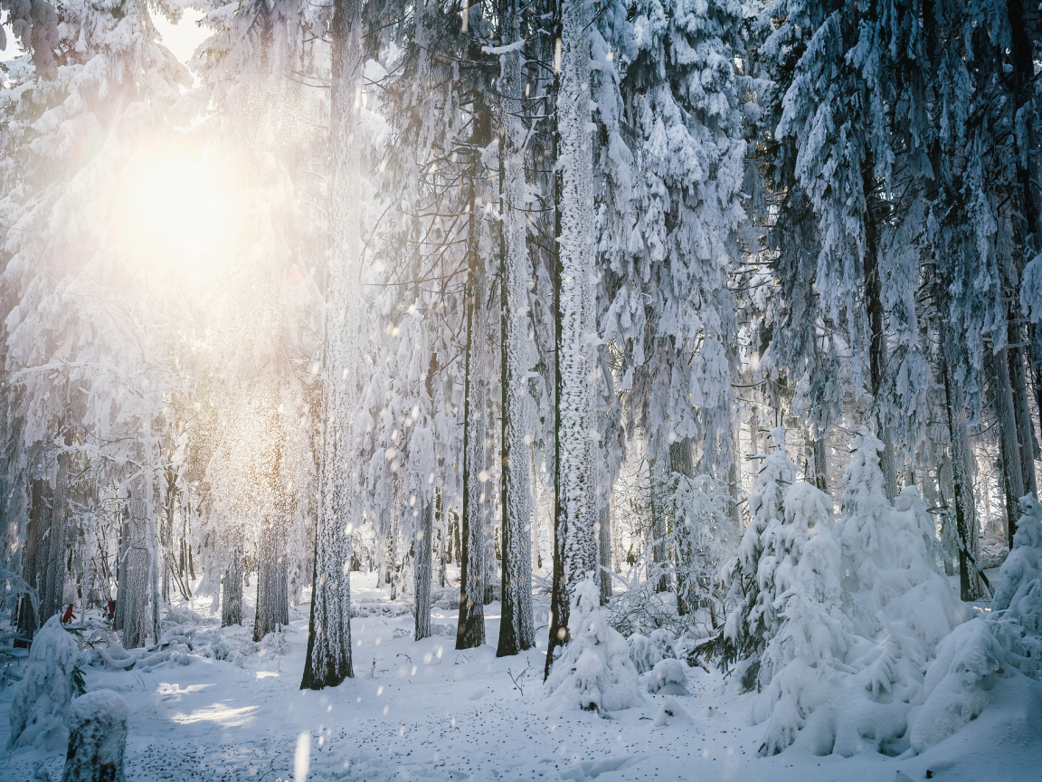 иней, лес, солнце, свет, снег, зима, гессен, деревья