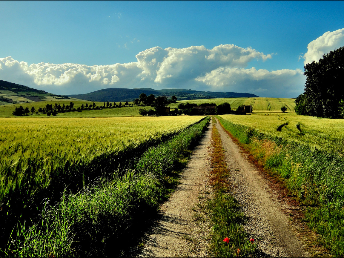 marche, поля, холмы, rocchetta, italia, лето, деревья, дорога