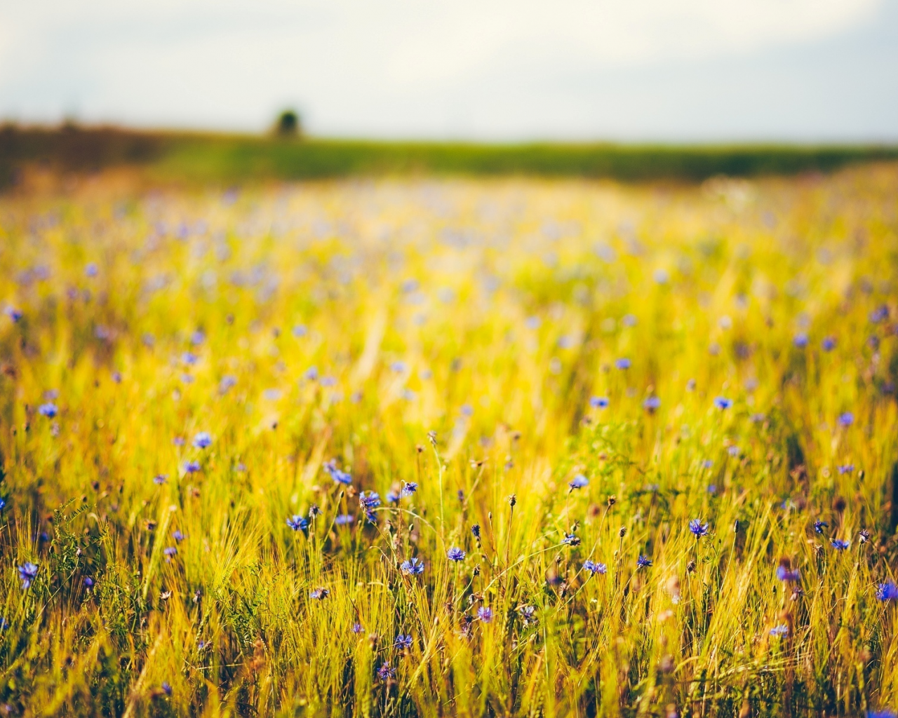 цветы, фиолетовый, пшеница, цветочки, синий, flower, flowers