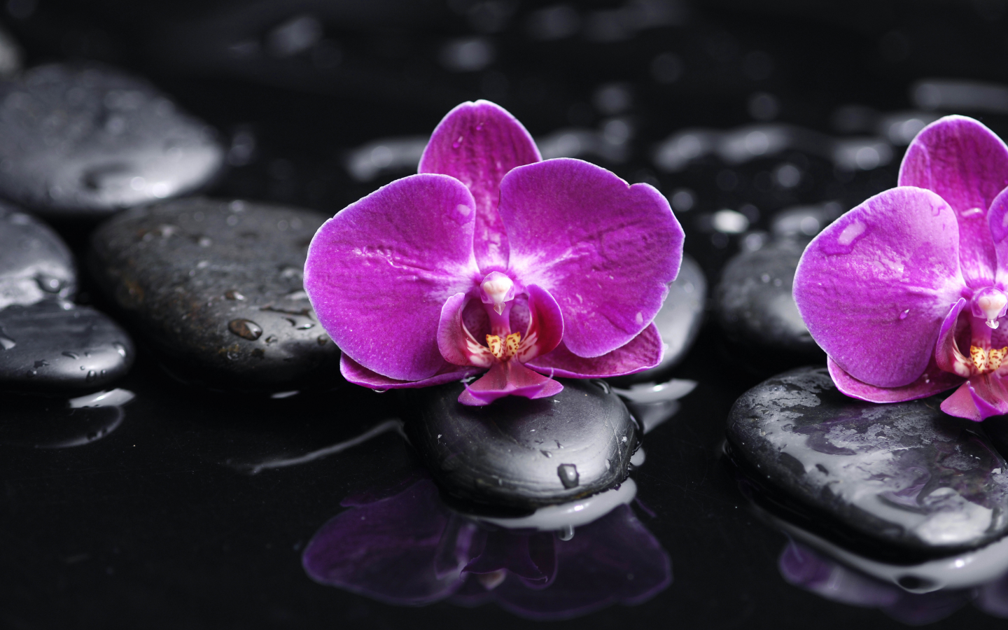 tenderness, black stones, purple, water, phalaenopsis, flowers, orchid, petals, drops, beauty