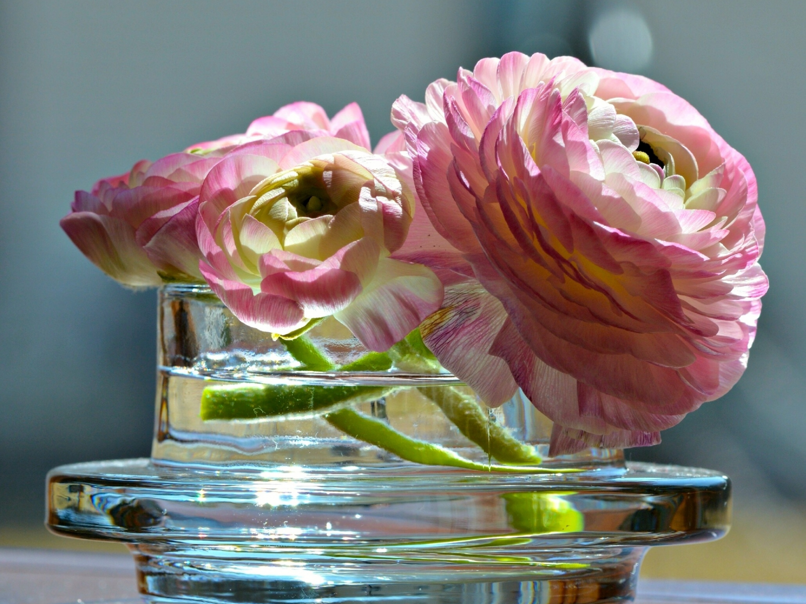 ваза, цветы, азиатский лютик