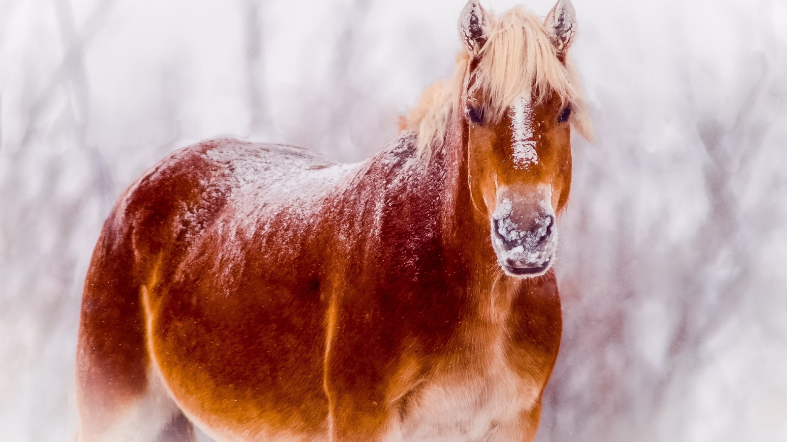 снег, природа, конь