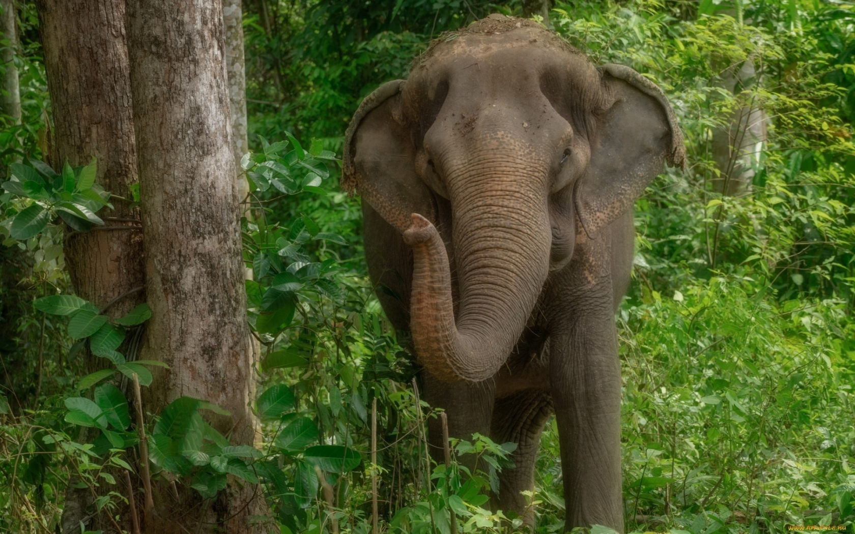 слон, природа, элефант, хобот, индия, джунгли