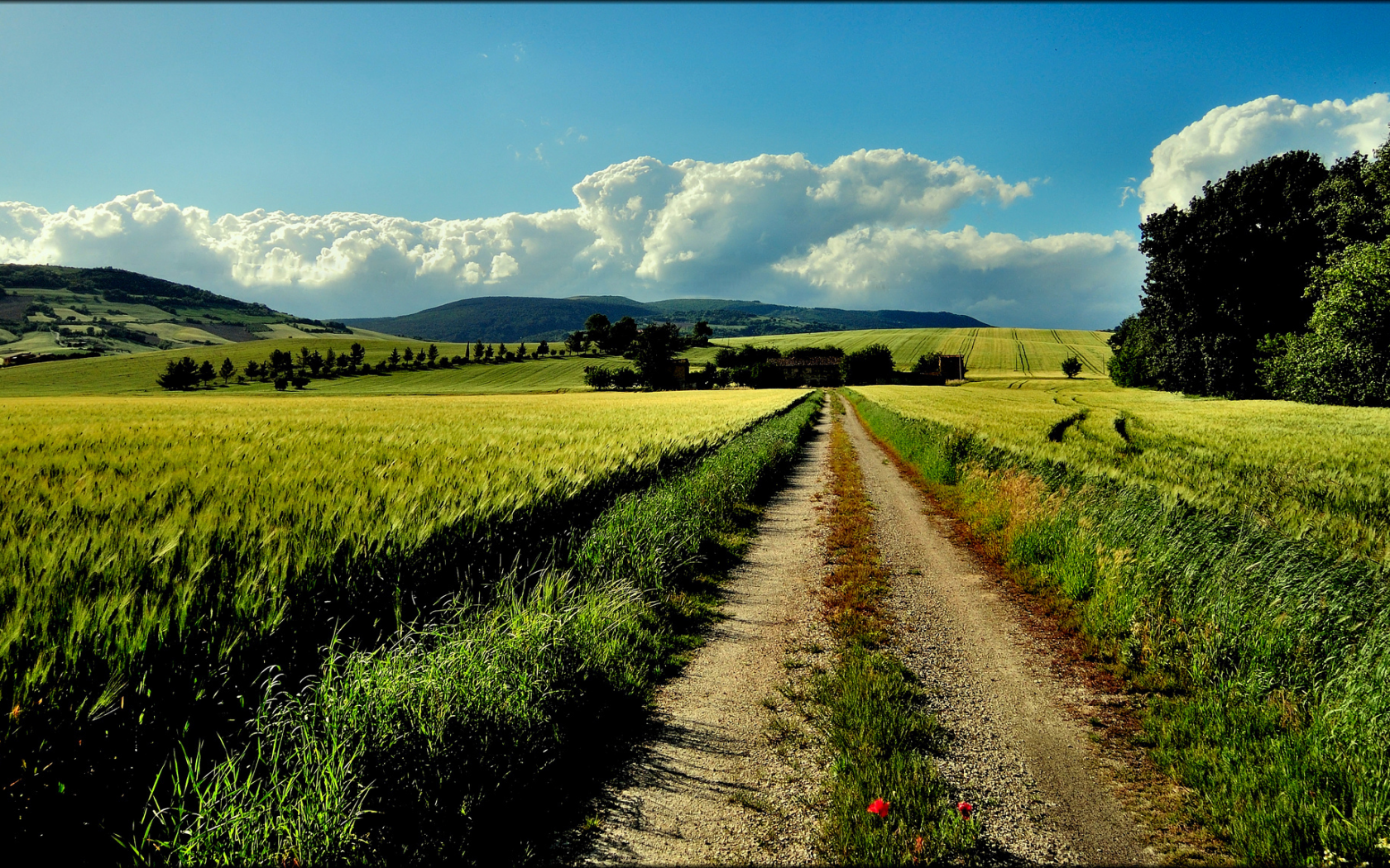 marche, поля, холмы, rocchetta, italia, лето, деревья, дорога