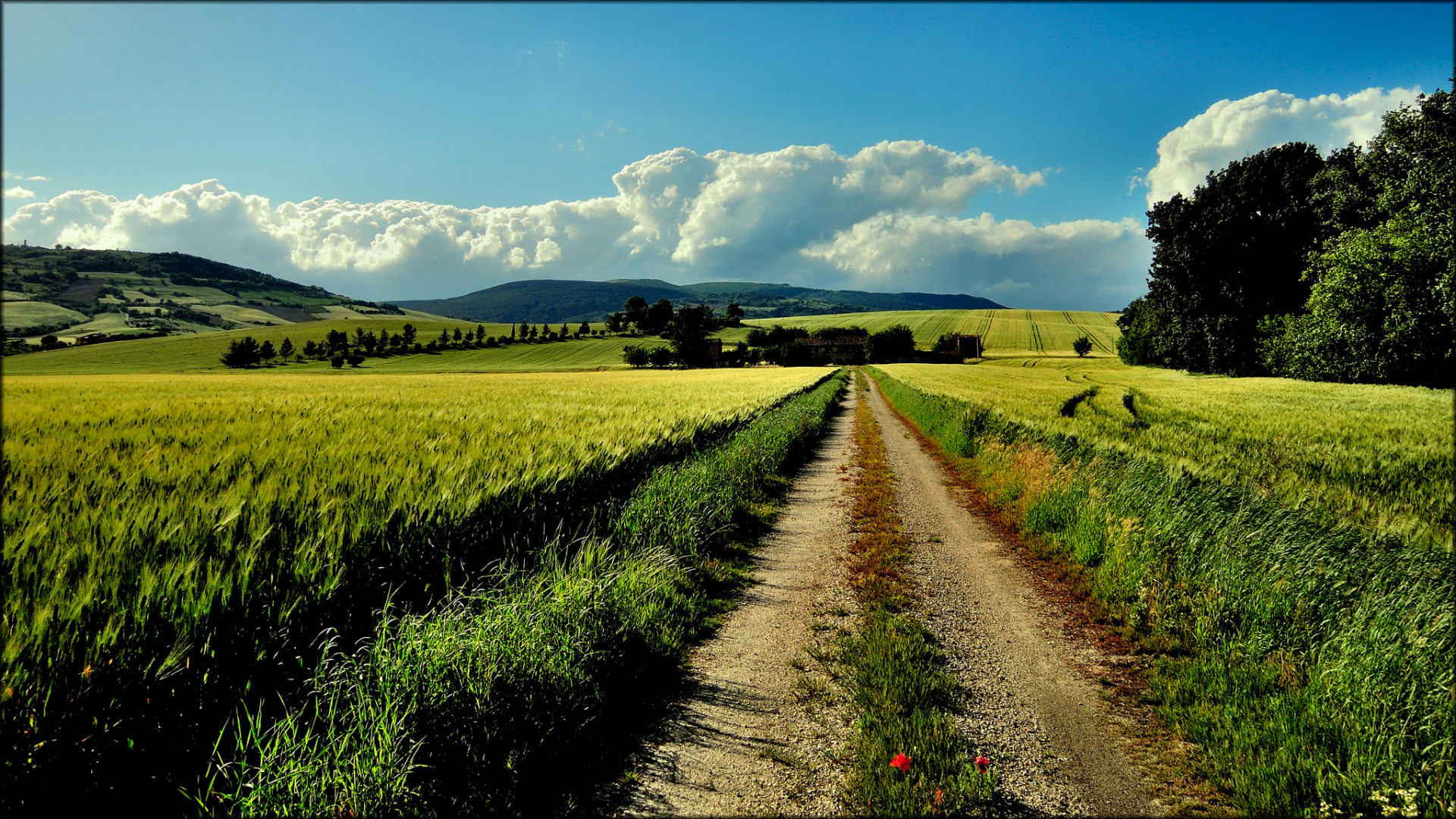 marche, поля, холмы, rocchetta, italia, лето, деревья, дорога