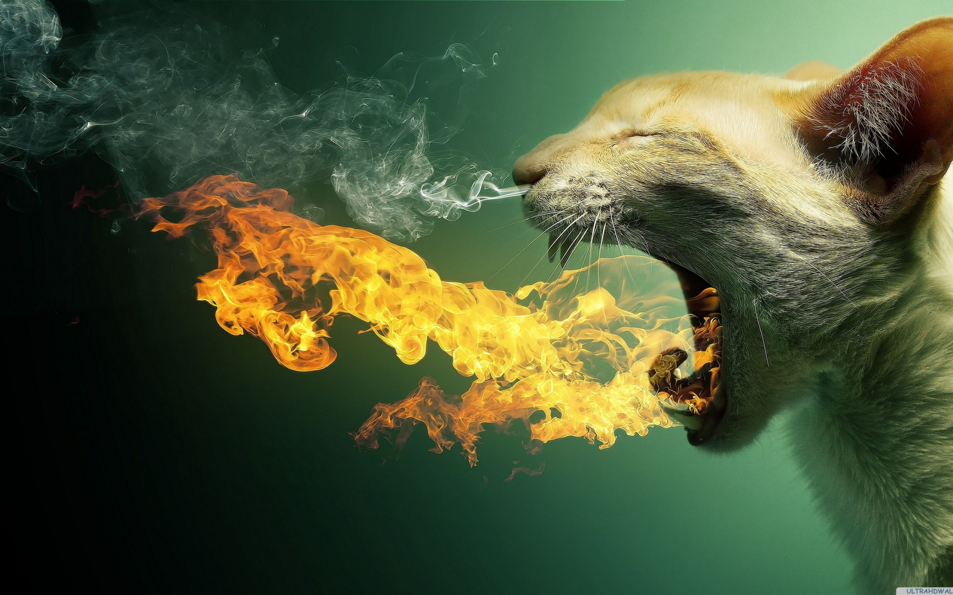 кот, языки пламени, абстракции, дракон, огонь, дым, пасть, клыки, зверь