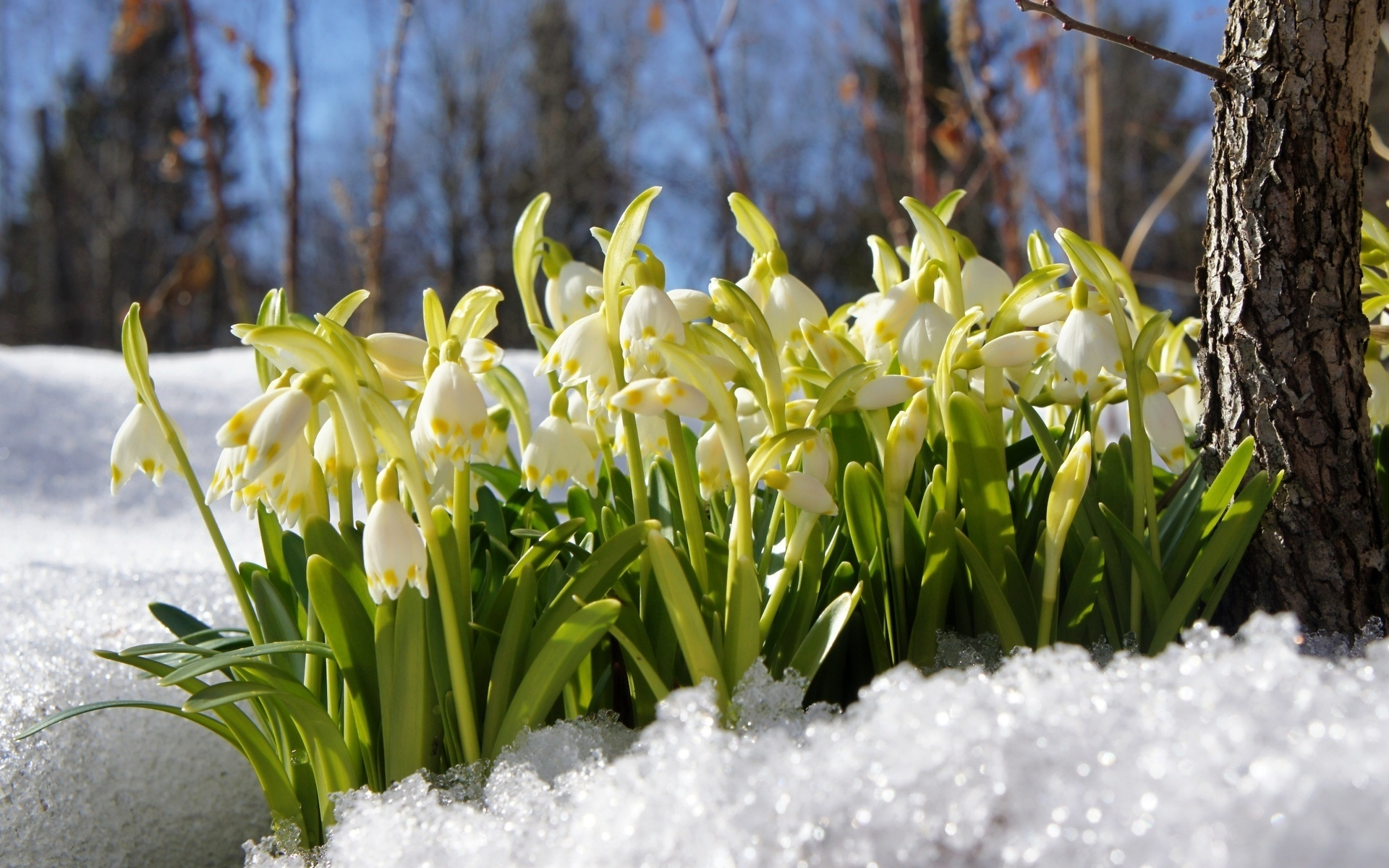 подснежники, природа, цветы, снег, весна, лес