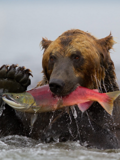 камчатка, улов, медведь, нерка, рыба, гризли, вода