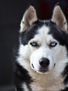 white, black, danger, cute, husky, blue eyes, dog