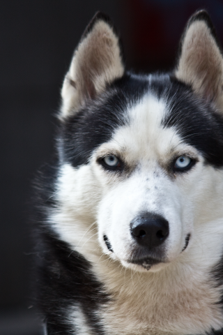 white, black, danger, cute, husky, blue eyes, dog