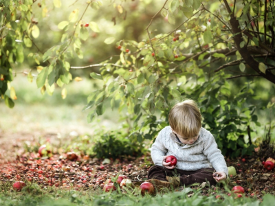 мальчик, яблоки, фон, сад, яблоня, сын, ребенок, дичка, фрукт, ботинки