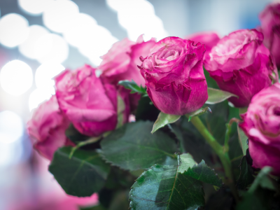 цветы, боке, розовые розы