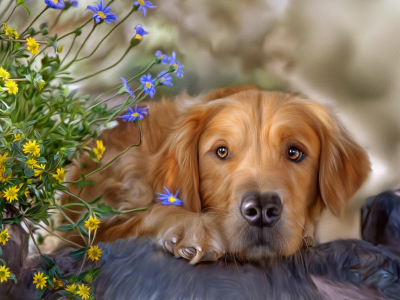 собака, цветы, текстура