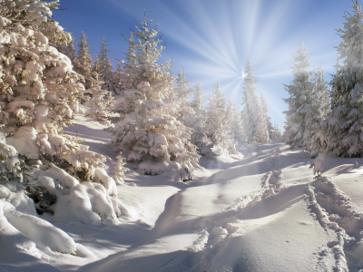 winter, snow, nature, лес, елка, снег, зима, солнце