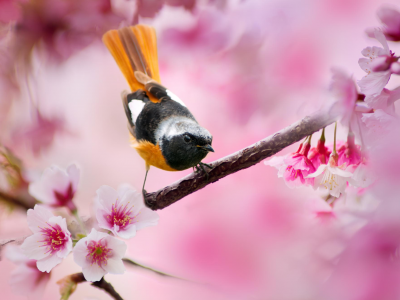 птица, цветы, весна