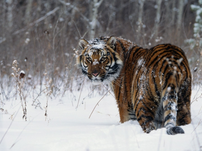тигр, зима, природа, снег, полосы, зверь, хищник, охота
