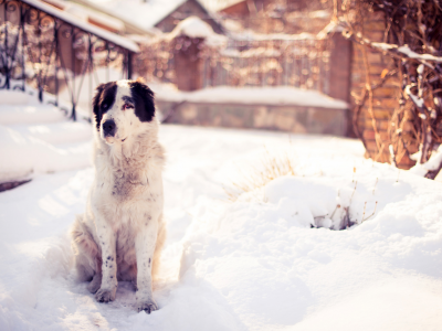 природа, двор, снег, собака, зима
