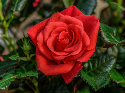 роза, красная