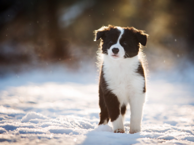 собака, взгляд, друг, зима, снег