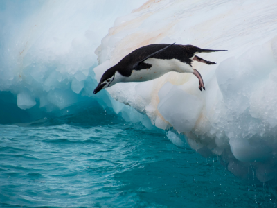 пингвин, птица, прыжок, льдина, вода