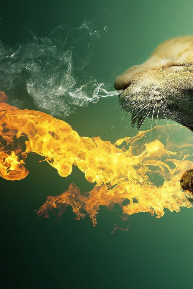 кот, языки пламени, абстракции, дракон, огонь, дым, пасть, клыки, зверь