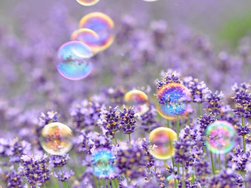цветы, настроения, цветочки, мыльные пузыри
