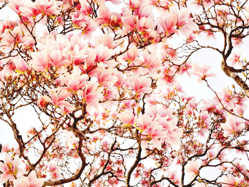 магнолия, цветы, весна, деревья