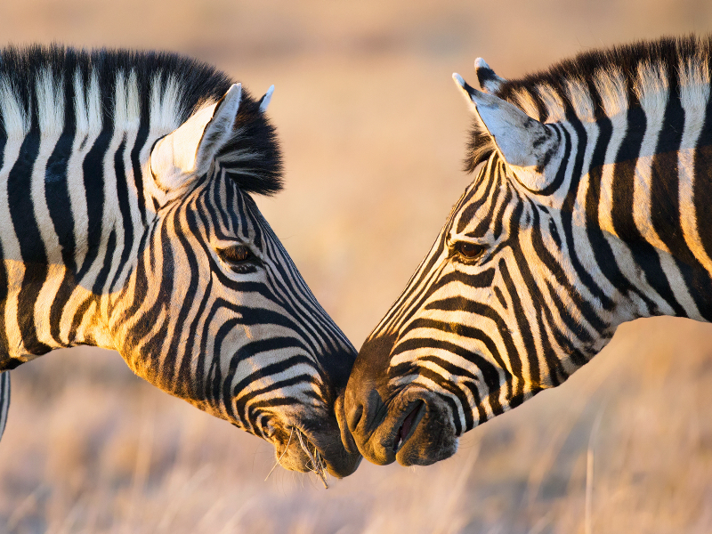 зебры, пара, любовь