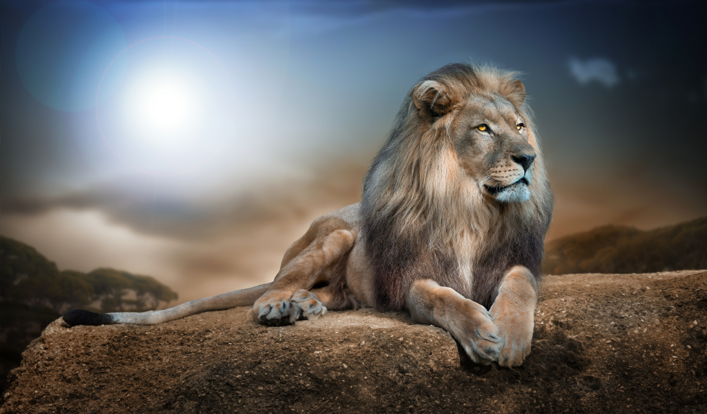 лев, царь зверей, хищник, лежит, отдыхает, камни, пейзаж, небо, свет