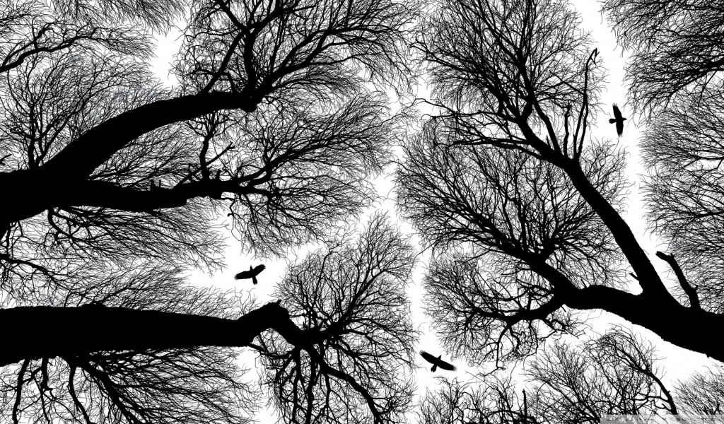 вороны, деревья, одиночество, черно белые
