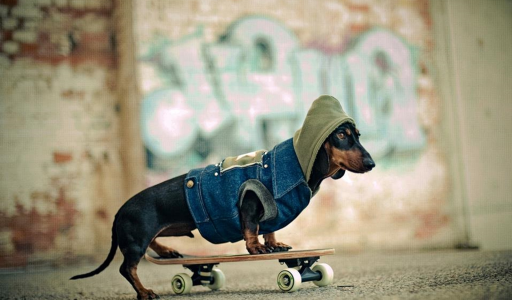 пес, скейт, модник