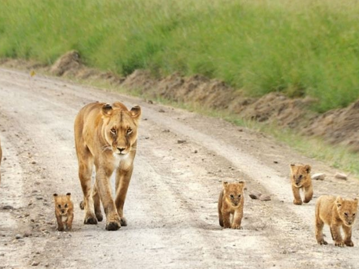 львы, семейство, прогулка