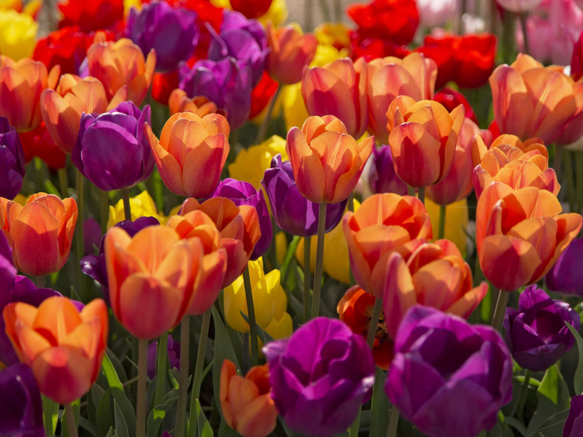 тюльпаны, яркий, красный, лиловый, желтый, весна