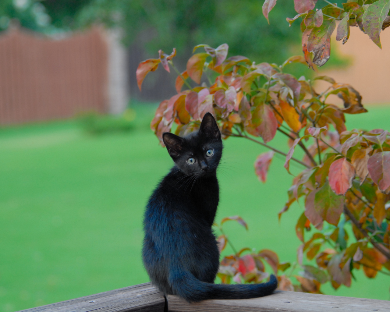 листья, чёрный котёнок, ветки